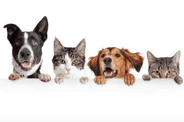 Pet Friendly Apartments-Boyd Homes