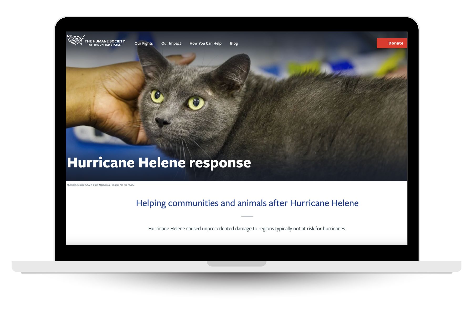 Humane Society website home page as a way to donate for people who want to help after Hurricane Helene.